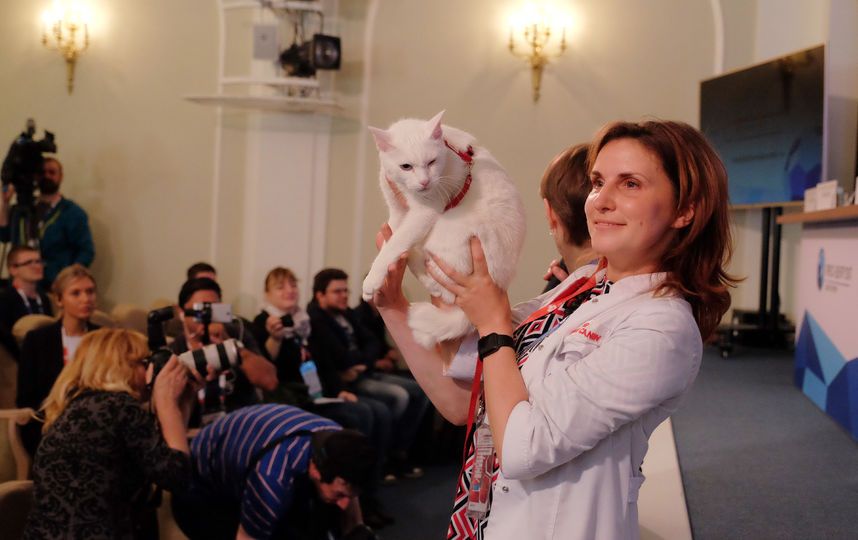 Кот против популярности Кержакова
