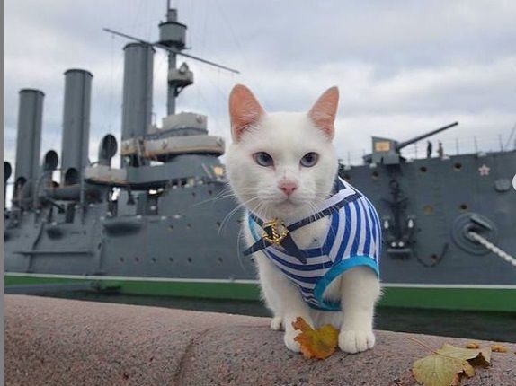 Возвращение пророка. Кот-предсказатель Ахилл из Петербурга будет работать на Евро