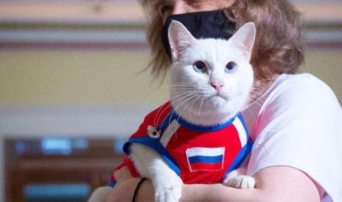Кот-предсказатель Ахилл угадал четыре подряд результата сборной России