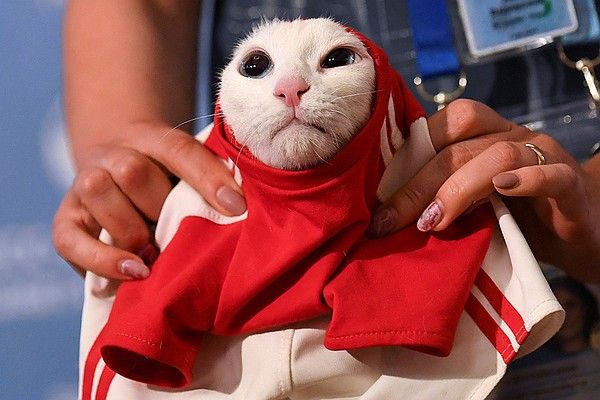Кот Ахилл уверен в победе Ирана над Марокко