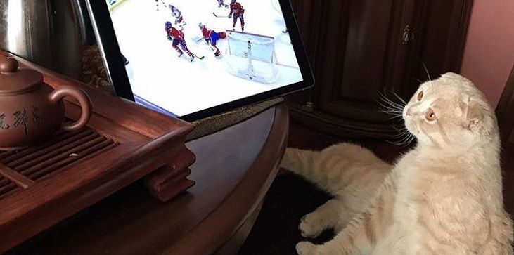 Кто сказал «Мяу»?