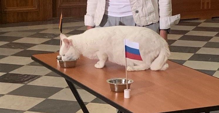 Кот Ахилл предсказал победителя в матче Бельгия – Россия