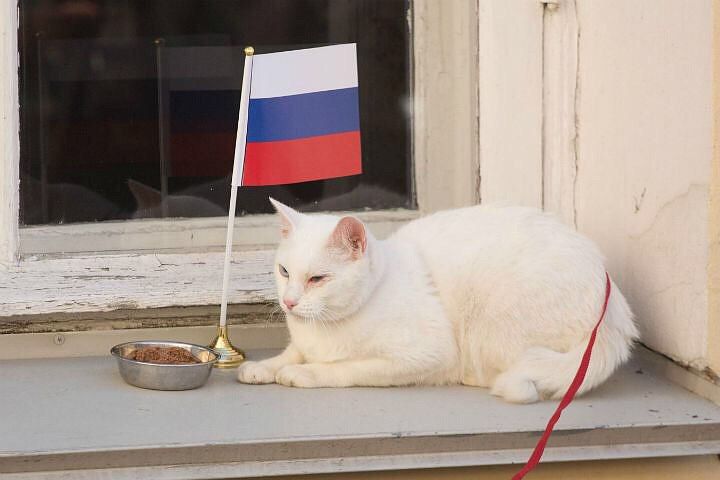 Кот-оракул Кубка Конфедераций поставил на победу России над Новой Зеландией