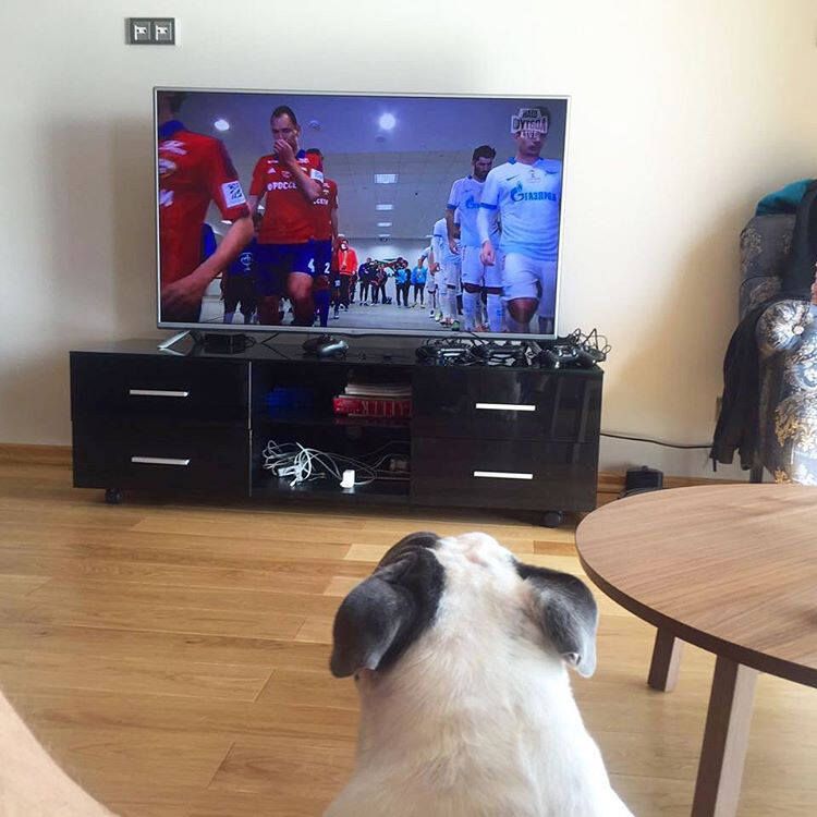 Жили-были пес, конь и слон