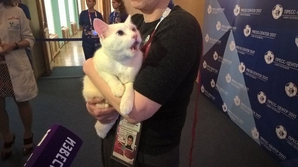 Питер день за днем: в Санкт-Петербурге стартует Кубок Конфедераций, президент «Спартака» возглавил «Зенит»