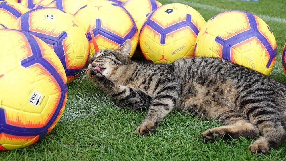 На тренировки «Уфы» ходит кот. Он с Кипра На тренировки «Уфы» ходит кот. Он с Кипра