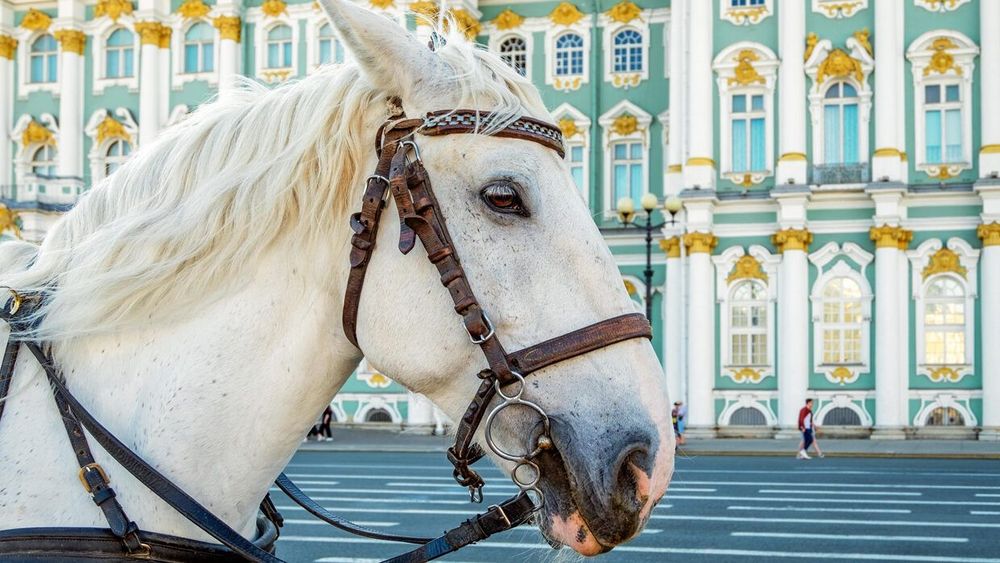 Спорт в искусстве. Гид по Петербургу. Хоккей и скачки в Эрмитаже