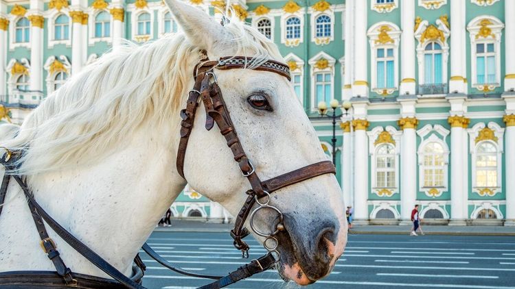 Спорт в искусстве. Гид по Петербургу. Хоккей и скачки в Эрмитаже