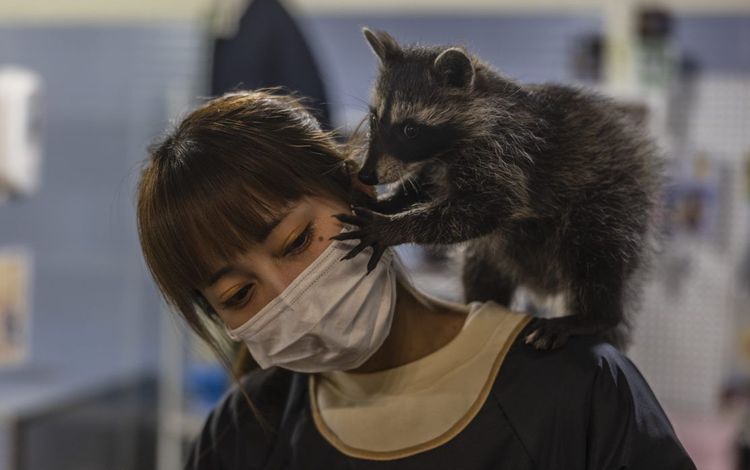 Еноты нанесли ущерб «Матч ТВ» в 700 тысяч рублей